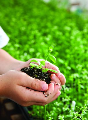 Hands holding green plant in soil