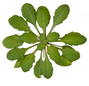 Arabidopsis thaliana