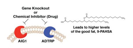 In mice, blocking the proteins Aig1 and ADTRP, either with a drug or by deleting their corresponding genes, boosts levels of the healthy FAHFA fat called 9-PAHSA.