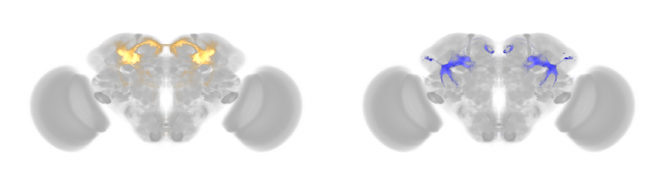 Researchers studied how sex-determining genes affect neurons known to control courtship (shown in orange on the left) and aggression (shown in blue on the right) in fly brains.