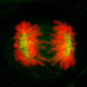 A cell dividing into two cells during the process of mitosis. The microtubules (green) are shown pulling the chromosomes (red) to the opposite sides of the cell.
