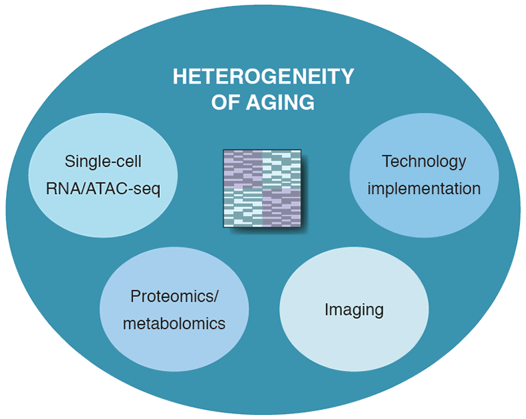 Human Cell Models of Aging