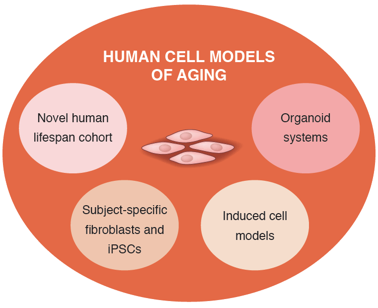 Human Cell Models of Aging