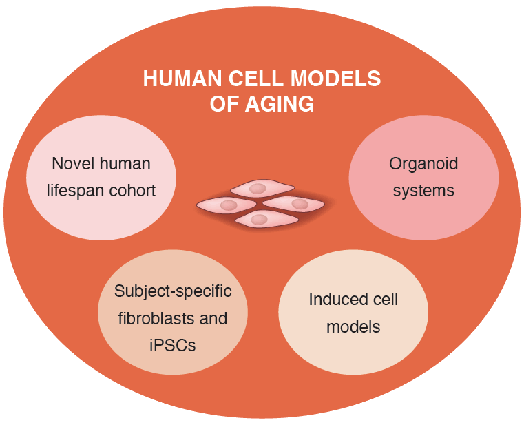 Modelos de células humanas del envejecimiento