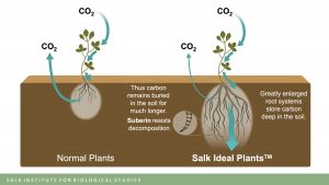 Salk Ideal Plantas