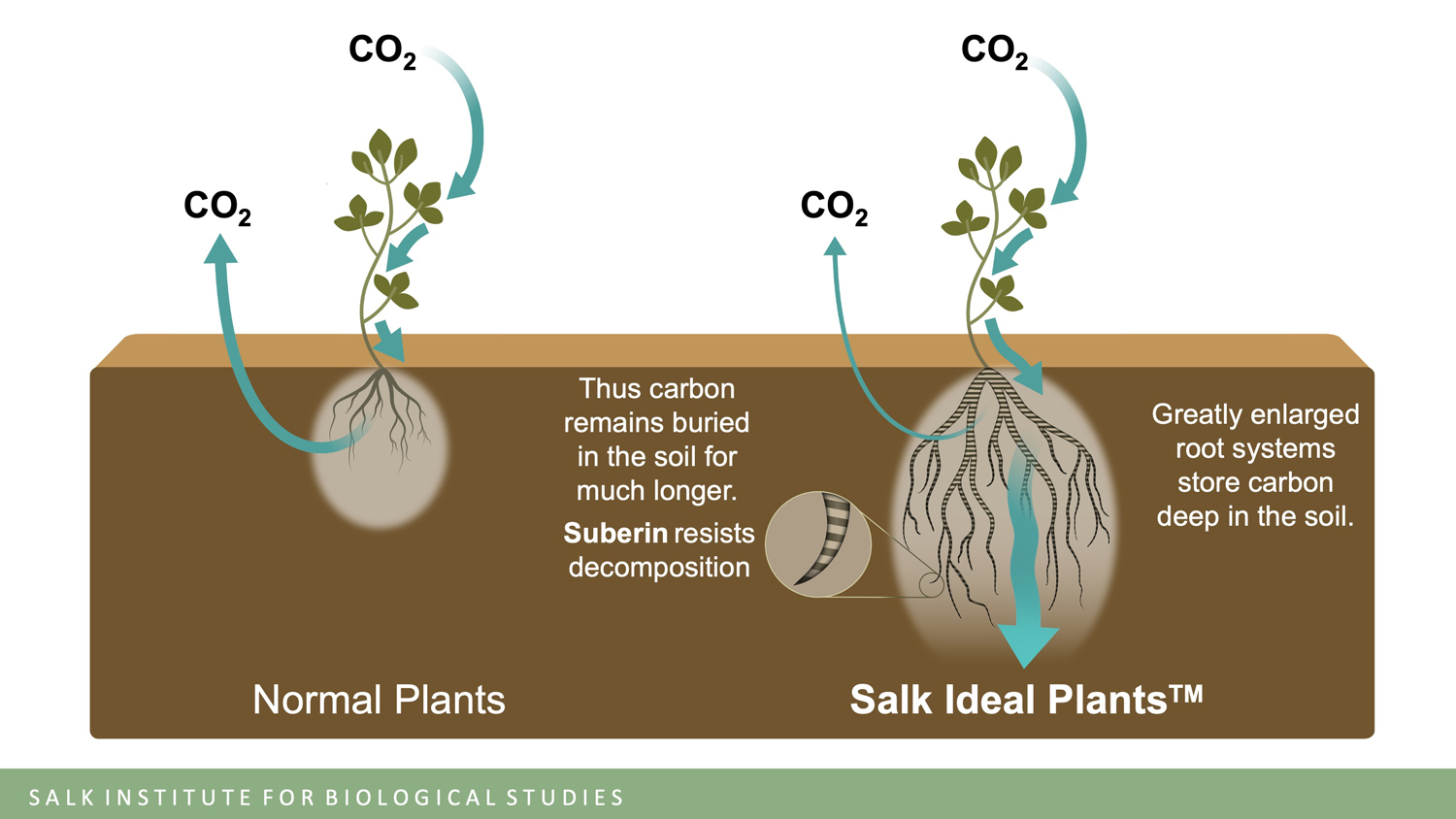 Donate Now  Harnessing Plants Initiative by Salk Institute