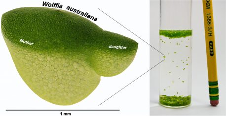 Die winzige Wasserpflanze Wolffia, auch Wasserlinse genannt, ist die am schnellsten wachsende bekannte Pflanze.