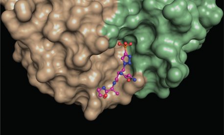 Una instantánea estructural de un análogo de fosfohistidina (modelo de bola y palo) ubicado en la interfaz entre diferentes áreas (verde, marrón) de un anticuerpo de fosfohistidina. Tales estructuras brindan información sobre las propiedades moleculares de los anticuerpos, lo que los hace útiles para revelar proteínas que contienen fosfohistidina escurridizas en las células.