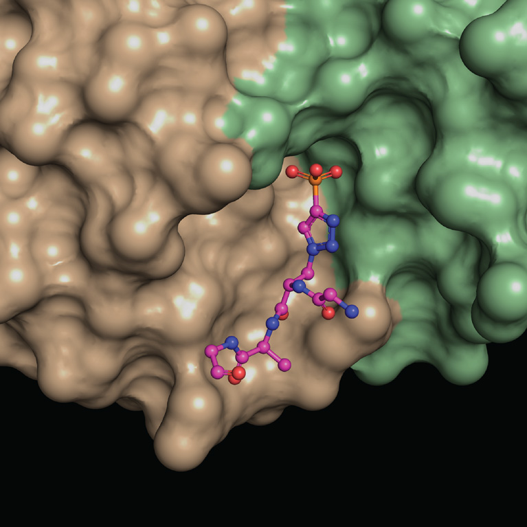 Salk Institute hosts Cell Cycle Symposium - Discussions that change lives - Salk  Institute for Biological Studies