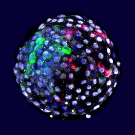 Using fluorescent stains, researchers are able to visualize cells of different species origins in an early stage embryo.