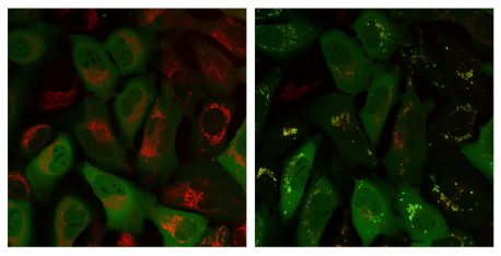 Parkin protein (green signal) is in a different part of the cell than the mitochondria (red signal) at time 0 (left image) but then co-localizes with the mitochondria after 60 minutes (right image).