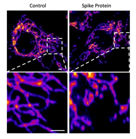 Spike protein meaning