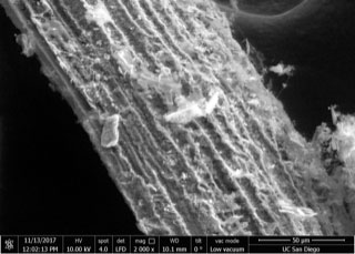 Scanning electron microscopy image of SiC petrified corn husks.