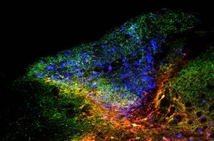 Inhibitory neuron cell bodies (red) in the brainstem with their axonal projections (green) onto the cuneate cells (blue) that transmit touch information. This circuit regulates information conveyed by touch receptors in the hands as it enters the brain.