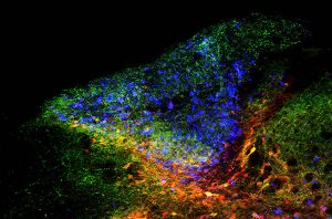 Cuerpos de células neuronales inhibidoras (rojo) en el tronco encefálico con sus proyecciones axonales (verde) sobre las células cuneiformes (azul) que transmiten información táctil. Este circuito regula la información transmitida por los receptores táctiles en las manos cuando ingresa al cerebro.