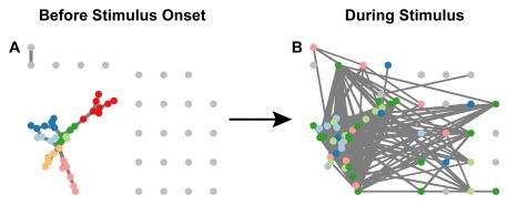 The neurons of the worm function differently when tasting salt. Each circle represents a neuron, and the connections between the circles are synapses. The scientists used graph theory to group some neurons into modules, which are identified by their colors. The number of modules was reduced to 5 (from 7) when the salt stimulus was presented to the worm. This signifies that these neurons are particularly important when the animal tastes salt.