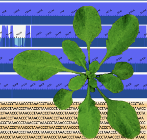 Arabidopsis thaliana plant. 