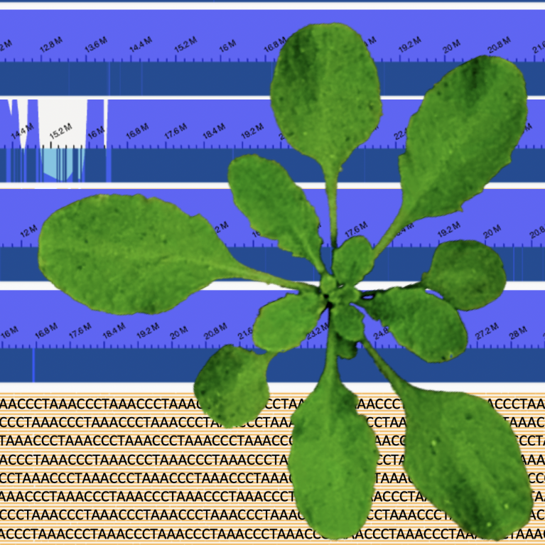 Arabidopsis thaliana plant.