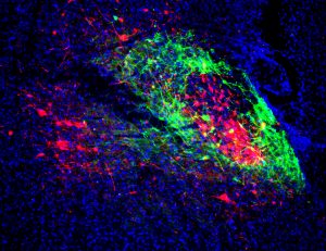 Shell neurons (green) that project to the breathing center and core neurons (red) that project to the pain/emotion center.