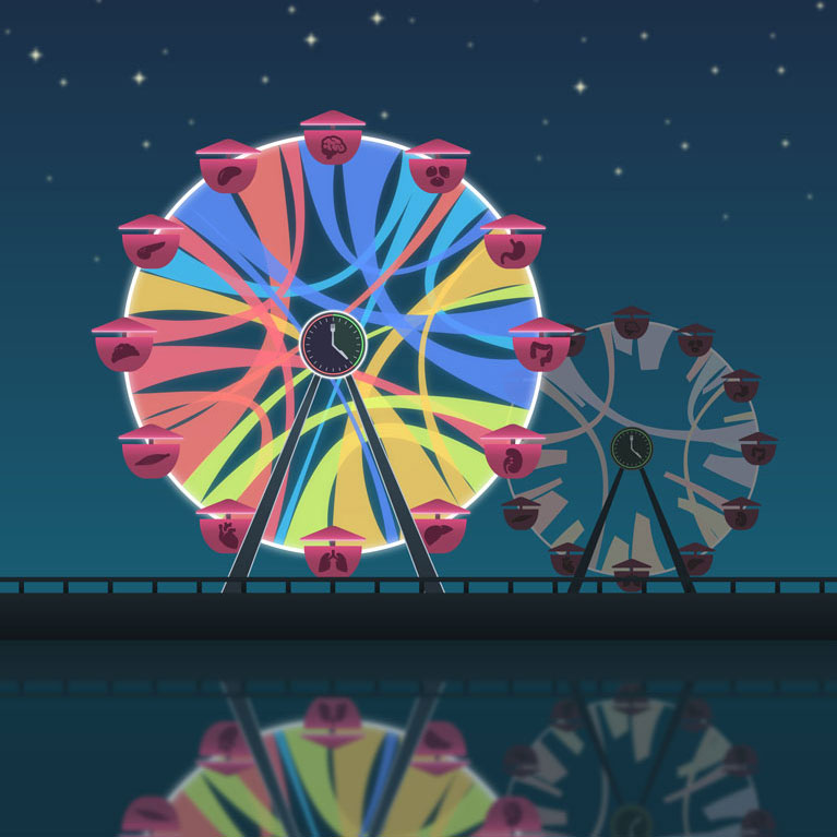 Time-restricted eating reshapes gene expression throughout the body. In this illustration, the Ferris wheel displays the interconnected organ systems working smoothly during time-restricted eating, which is represented by the clock in the middle.