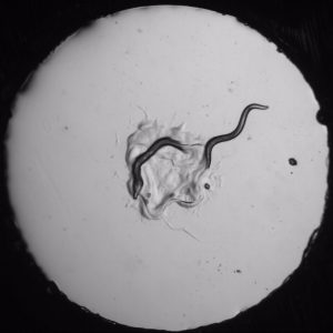 C. elegans worm (right) escaping the predatory P. pacificus worm (left).