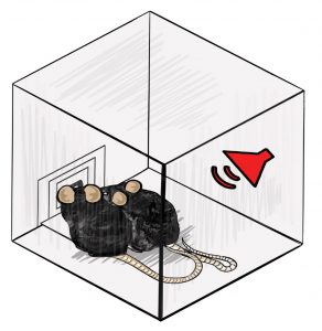 Mice that have formed a social hierarchy get placed in a box where they compete for a food reward. Salk scientists can use brain readouts to accurately predict which animal will win the reward and the social rank of the animal.