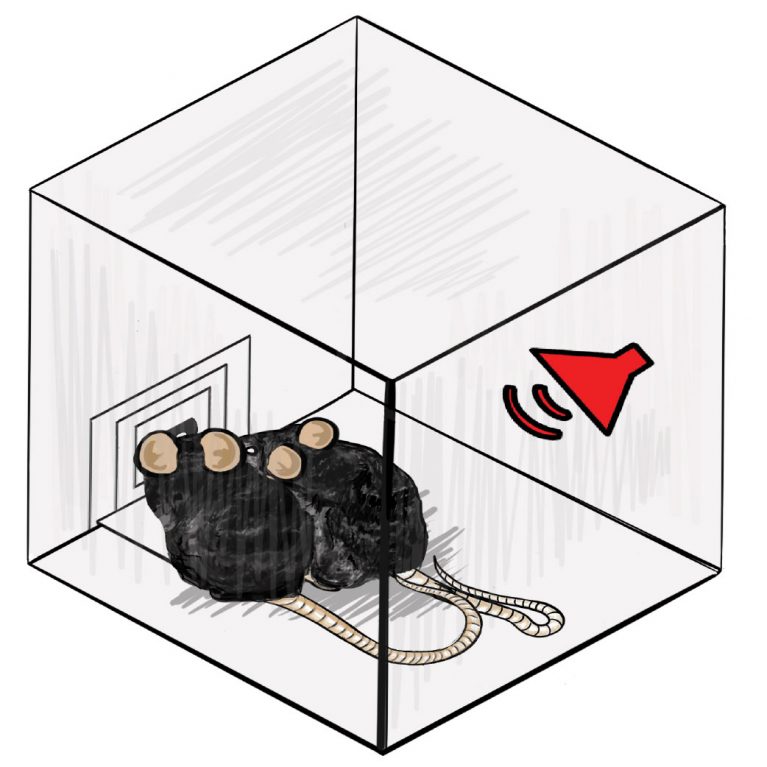 Mice that have formed a social hierarchy get placed in a box where they compete for a food reward. Salk scientists can use brain readouts to accurately predict which animal will win the reward and the social rank of the animal.