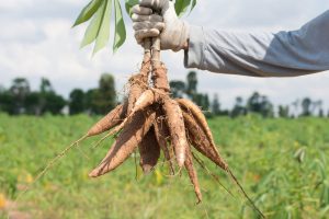 Cassava plant 