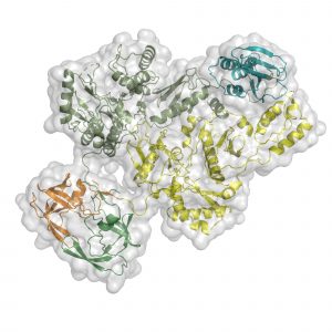 Cartoon representation of the HIV-1 Pol structure.