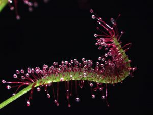 La drosera carnívora Drosera capensis usa sus tentáculos parecidos a pelos (rojo) para atrapar a un insecto vivo mientras su hoja (verde) se dobla hacia adentro y forma un estómago externo