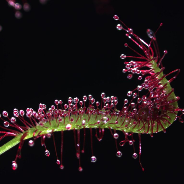 La drosera carnívora Drosera capensis usa sus tentáculos parecidos a pelos (rojo) para atrapar a un insecto vivo mientras su hoja (verde) se dobla hacia adentro y forma un estómago externo