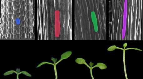 Células y plántulas de Arabidopsis thaliana en diferentes condiciones de luz y temperatura