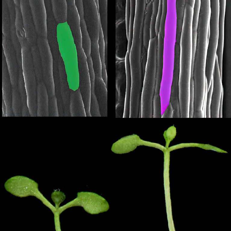 Células de Arabidopsis thaliana (arriba) y plántulas (abajo) en diferentes condiciones de luz y temperatura. Las plántulas que se muestran en el extremo derecho muestran un crecimiento acelerado en respuesta a la sombra y las temperaturas cálidas.