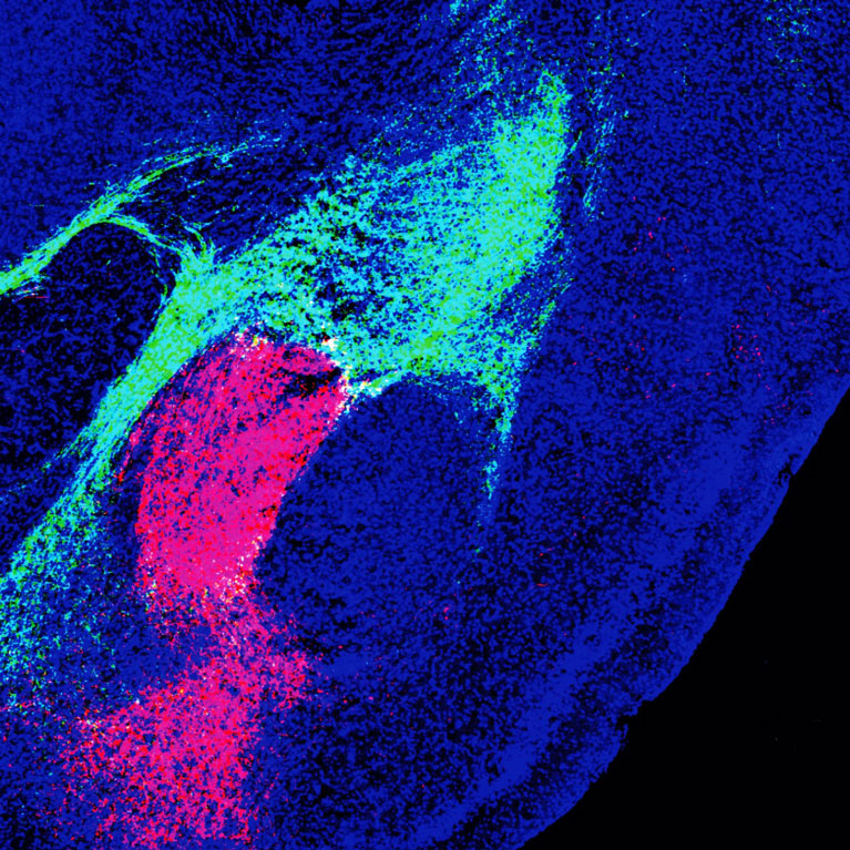 : Subregio's van de amygdala, het emotiecentrum van de hersenen, ontvangen bedreigingssignalen van verschillende hersengebieden, waaronder de hersenstam (rood) en thalamus (groen).