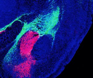 Subregions of the amygdala, the brain's emotion center, receive threat cues from different brain areas, including the brainstem (red) and thalamus (green).