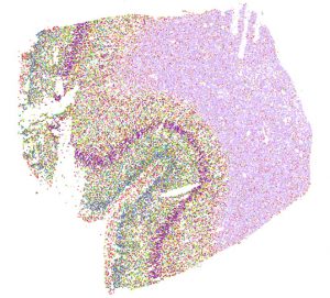 A cross-section of the middle temporal gyrus region of a male human brain that uses spatial transcriptomics, a technique that distinguishes cells by their genetic data and uses that information to map the cells back to their original locations. Credit: Salk Institute and UC San Diego