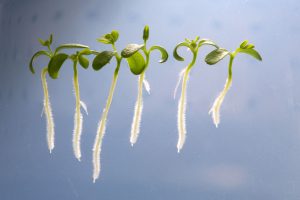 raíces de las plantas