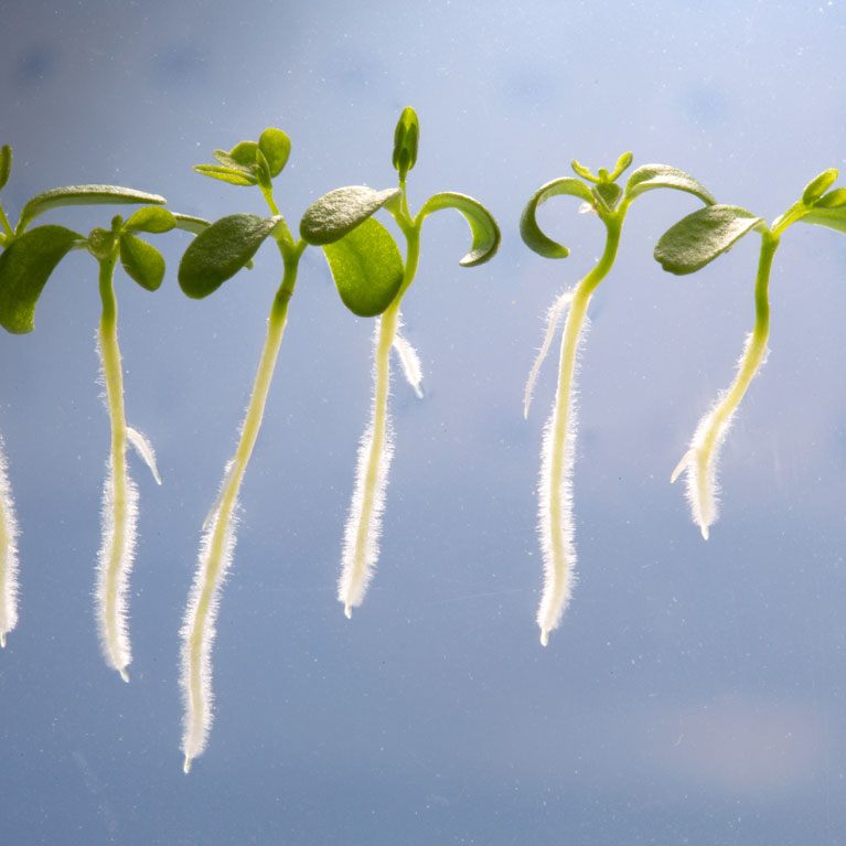 Salk Institute on X: Today, the Salk Institute received $30 million from  the #BezosEarthFund for innovative climate change research Salk's  Harnessing Plants Initiative is enhancing plants to capture and store more  carbon