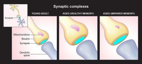 Normally, the different parts of the synaptic complex grow and shrink together. The researchers found evidence that this process can go awry in aging, which may contribute to cognitive impairment. 
