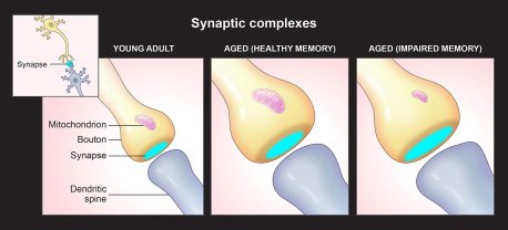 Normalmente, las diferentes partes del complejo sináptico crecen y se encogen juntas. Los investigadores encontraron evidencia de que este proceso puede salir mal con el envejecimiento, lo que puede contribuir al deterioro cognitivo.