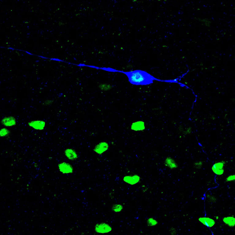 Identified mechanical itch-responsive neuron (blue) located among cell nuclei (green) in the brainstem.