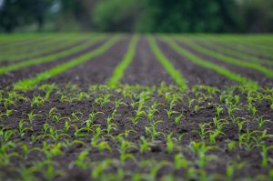 The Salk Institute’s Harnessing Plants Initiative is an innovative, scalable, and bold approach to fighting climate change by optimizing a plant’s natural ability to capture and store carbon and adapt to diverse climate conditions. 