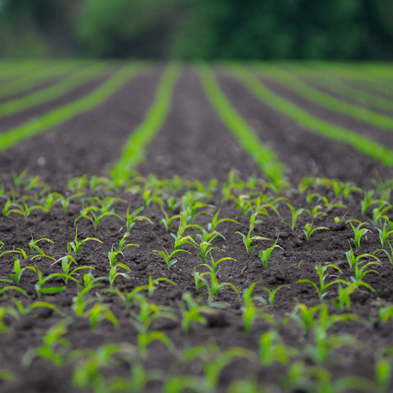 salk crops