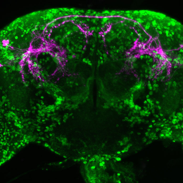 : Een fruitvliegbrein met mannelijk-specifieke tachykininerge neuronen (magenta), die het neuropeptide tachykinine maken, en neuronen die TkR86C tot expressie brengen (groen), die tachykinine ontvangen.