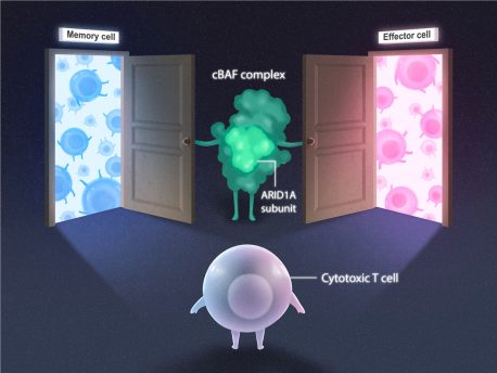 Cytotoxic T cell (purple) deciding whether to become a memory cell (blue) or effector cell (pink) subtype. The cBAF complex (green) and Arid1a subunit open the doors for both cell fate options. 