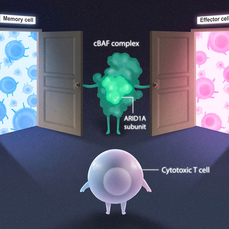 Cytotoxic T cell (purple) deciding whether to become a memory cell (blue) or effector cell (pink) subtype. The cBAF complex (green) and ARID1A subunit open the doors for both cell fate options.