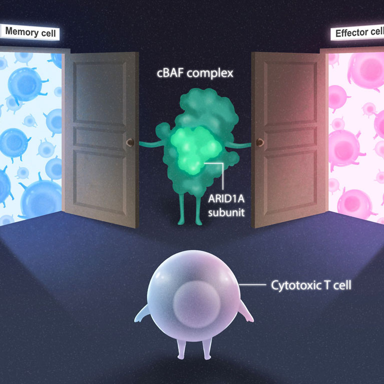 Célula T citotóxica (púrpura) que decide si convertirse en un subtipo de célula de memoria (azul) o célula efectora (rosa). El complejo cBAF (verde) y la subunidad ARID1A abren las puertas para ambas opciones de destino celular.