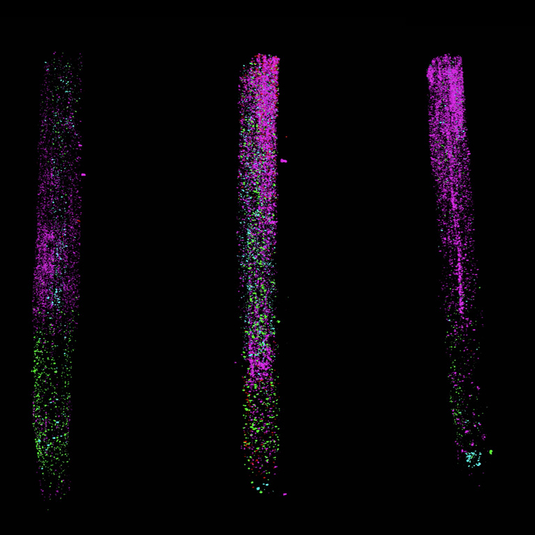 3D video of plant roots created using PHYTOMap with dots (purple and green) representing two different genes.