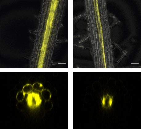 Top: Plant root (gray) showing IMA1 expression (yellow) during iron deficiency (left) and iron deficiency plus simulated bacterial presence (right). Bottom: Plant root cross-section showing iron deficiency signal IMA1 expression (yellow) during iron deficiency (left) and iron deficiency plus simulated bacterial presence (right).