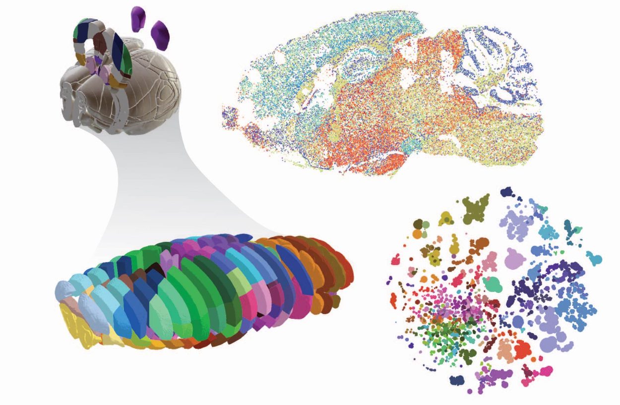 Salk teams assemble first full epigenomic cell atlas of the mouse brain ...